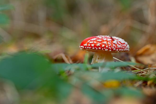 Fly Agaric (Amanita muscaria). County Durham, United Kingdom. October 2021
