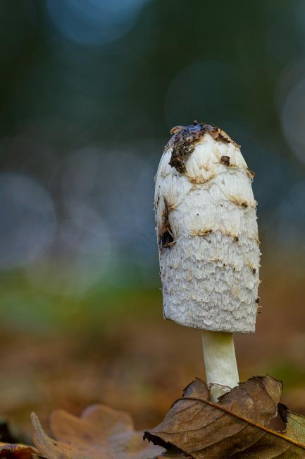 Shaggy Inkcap (Coprinus comatus). County Durham, United Kingdom. October 2021