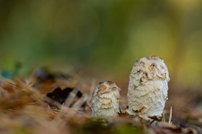 Shaggy Inkcap (Coprinus comatus). County Durham, United Kingdom. October 2021