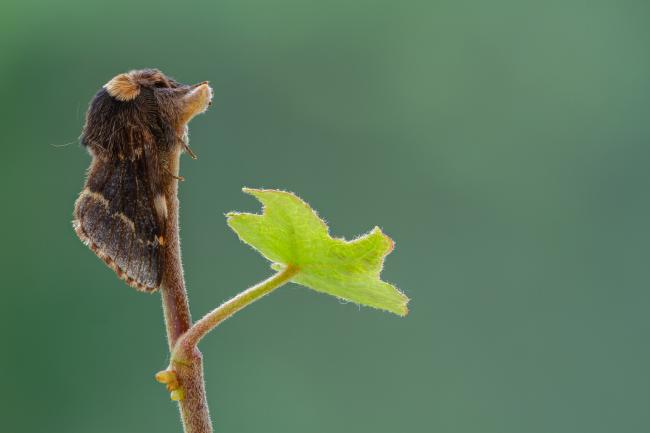 December Moth (Poecilocampa populi). County Durham, United Kingdom. October 2021