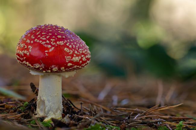 Fly Agaric (Amanita muscaria). County Durham, United Kingdom. November 2021