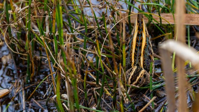 Jack Snipe (Lymnocryptes minimus). County Durham, United Kingdom. December 2021