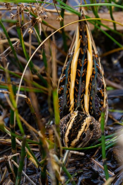 Jack Snipe (Lymnocryptes minimus). County Durham, United Kingdom. December 2021