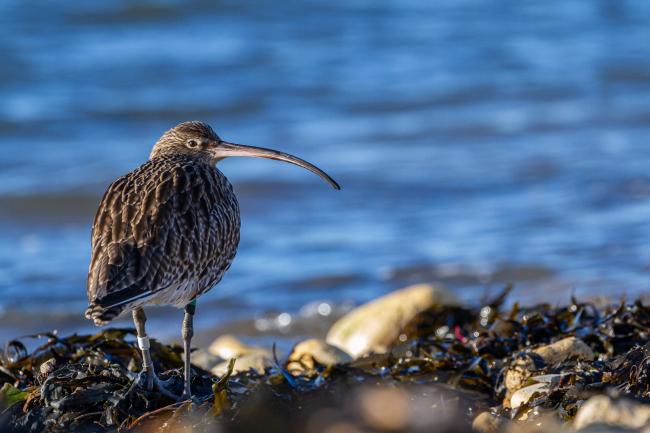 Eurasian Curlew (Numenius arquata). County Durham, United Kingdom. January 2022