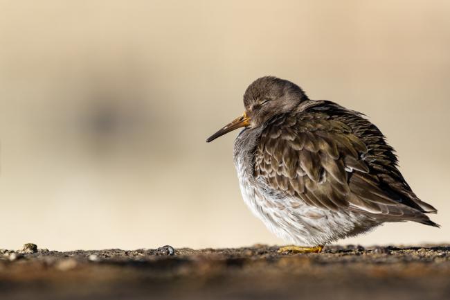 Purple Sandpiper (Calidris maritima). County Durham, United Kingdom. January 2022