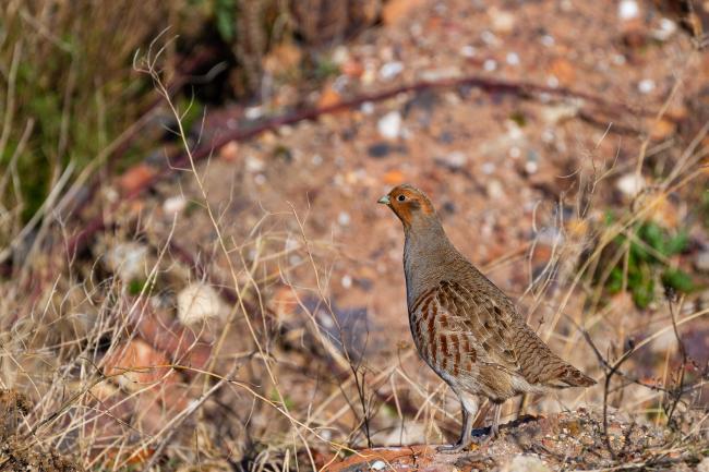 Grey Partridge (Perdix perdix). County Durham, United Kingdom. January 2022