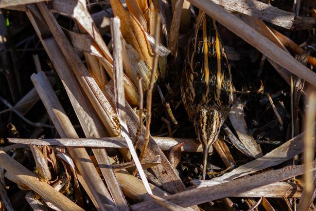 Jack Snipe (Lymnocryptes minimus). County Durham, United Kingdom. February 2022