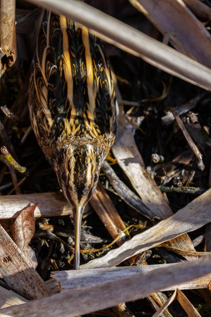 Jack Snipe (Lymnocryptes minimus). County Durham, United Kingdom. February 2022