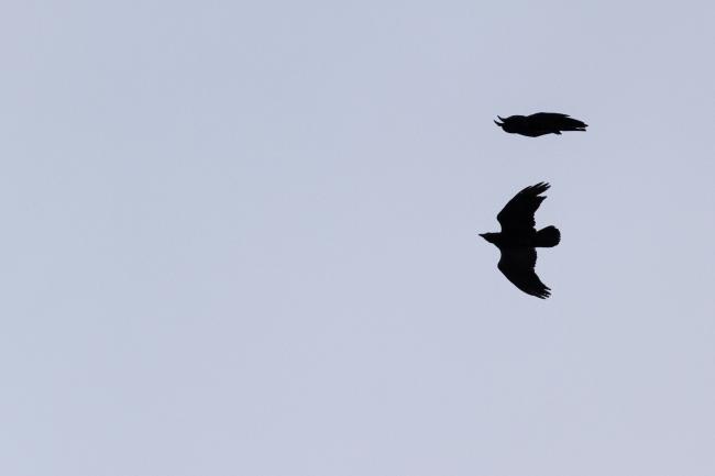 Common Raven (Corvus corax). Cheshire, United Kingdom. March 2022