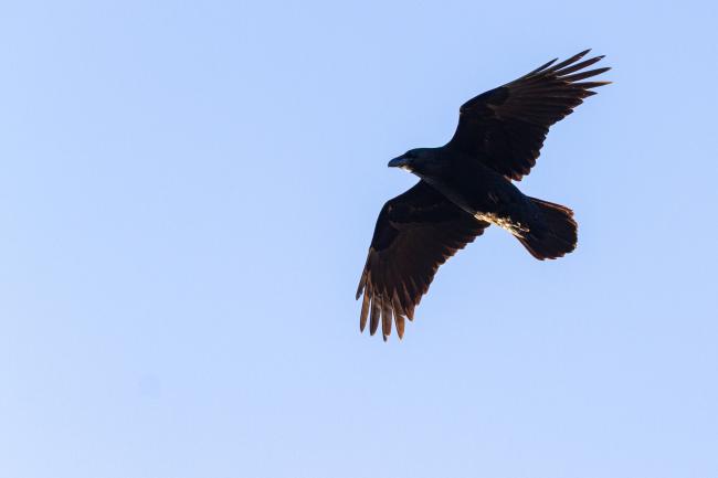 Common Raven (Corvus corax). Cheshire, United Kingdom. March 2022
