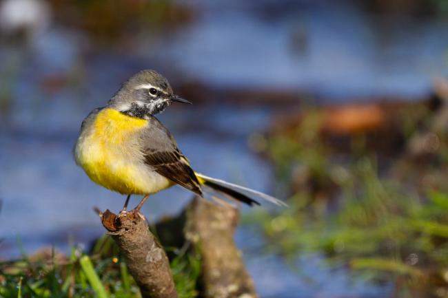Grey Wagtail (Motacilla cinerea). County Durham, United Kingdom. March 2022