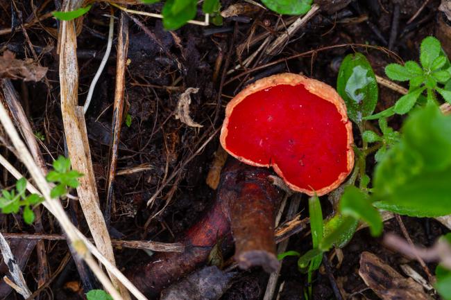 Scarlet Elf Cup (Sarcoscypha austriaca). Oxfordshire, United Kingdom. March 2022
