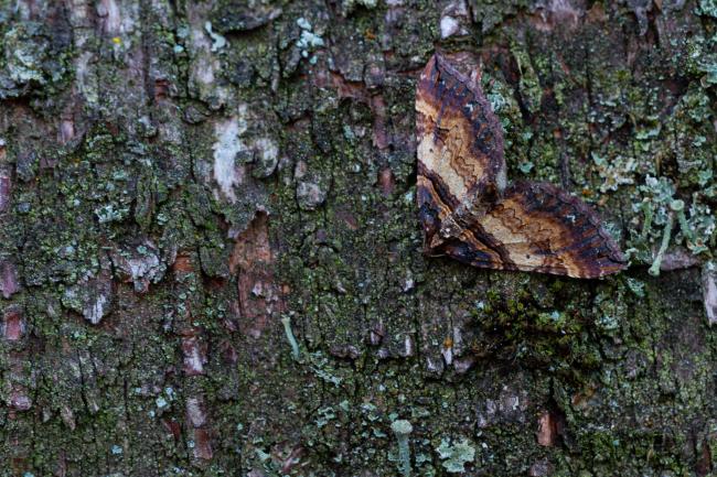Shoulder Stripe (Earophila badiata). County Durham, United Kingdom. April 2022