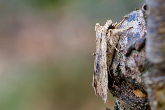 Pale Pinion (Lithophane socia). County Durham, United Kingdom. April 2022