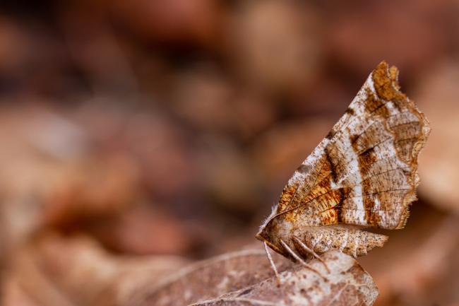 Early Thorn (Selenia dentaria). County Durham, United Kingdom. April 2022