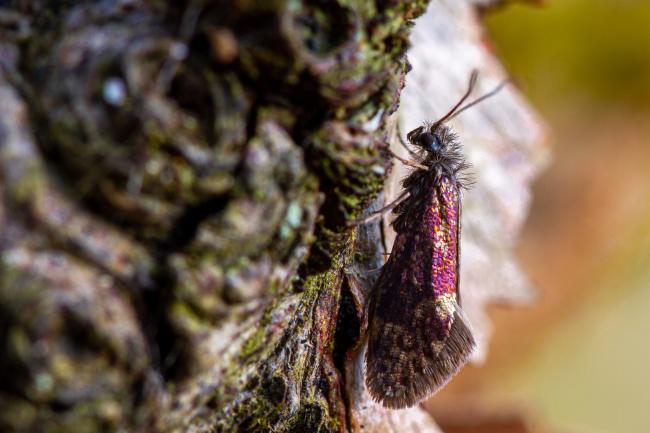 Micro Moth (Eriocrania sp.). County Durham, United Kingdom. April 2022