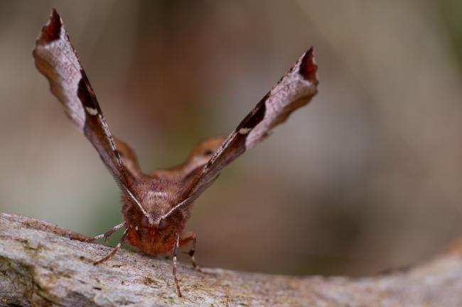 Purple Thorn (Selenia tetralunaria). North Yorkshire, United Kingdom. April 2022