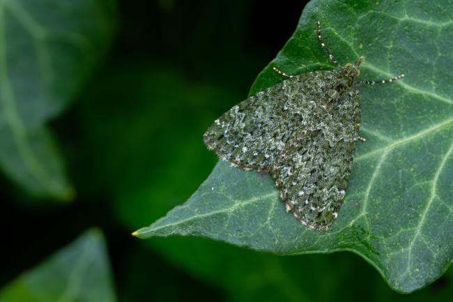 Autumn Green Carpet (Chloroclysta miata). North Yorkshire, United Kingdom. April 2022
