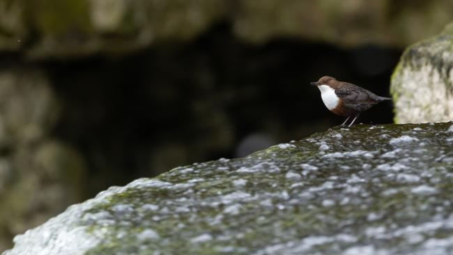 White-throated Dipper (Cinclus cinclus). North Yorkshire, United Kingdom. April 2022