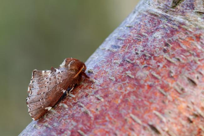 Scarce Prominent (Odontosia carmelita). County Durham, United Kingdom. April 2022