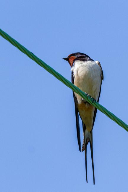 Barn Swallow (Hirundo rustica). County Durham, United Kingdom. April 2022