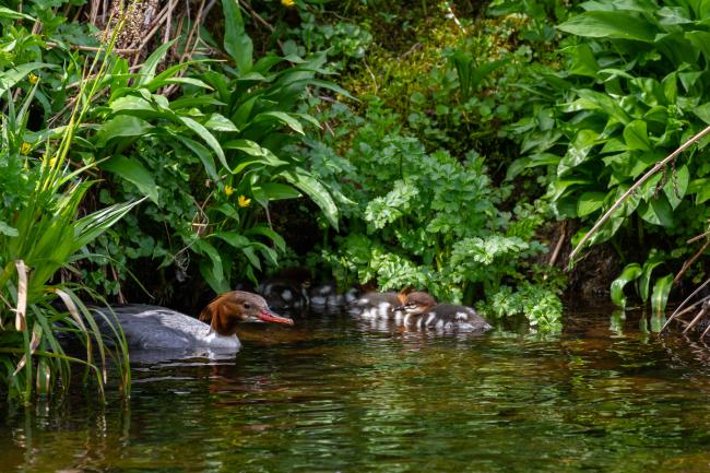 Goosander (Mergus merganser). County Durham, United Kingdom. April 2022