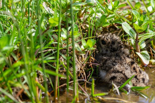 Northern Lapwing (Vanellus vanellus). County Durham, United Kingdom. May 2022