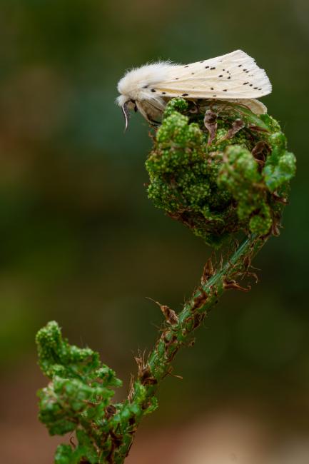 White Ermine (Spilosoma lubricipeda). County Durham, United Kingdom. May 2022