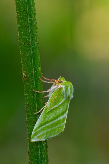 Green Silver-lines (Pseudoips prasinana). County Durham, United Kingdom. May 2022