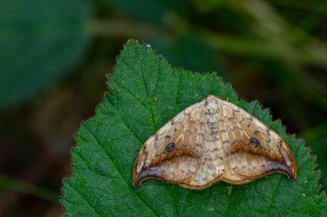 Pebble Hook-tip (Drepana falcataria). County Durham, United Kingdom. May 2022