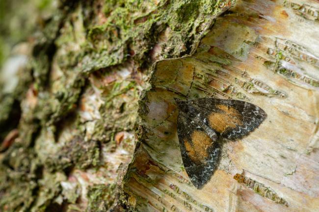 Common Marbled Carpet (Dysstroma truncata). County Durham, United Kingdom. May 2022