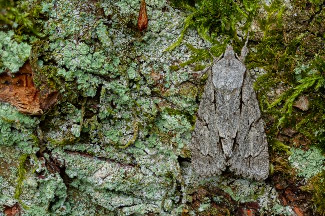 Dark/Grey Dagger (Acronicta tridens/psi). County Durham, United Kingdom. May 2022