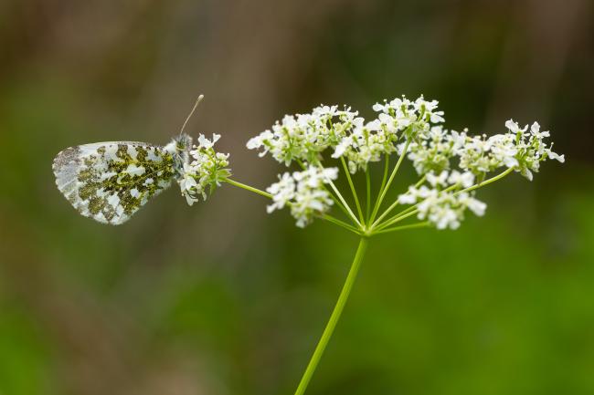 Orange-tip (Anthocharis cardamines). County Durham, United Kingdom. May 2022