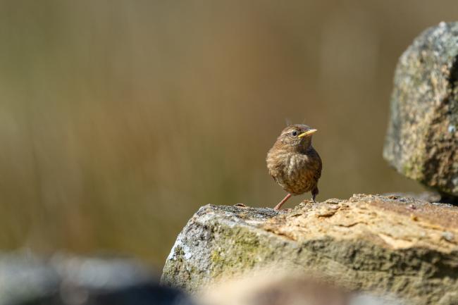 Eurasian Wren (Troglodytes troglodytes). County Durham, United Kingdom. June 2022