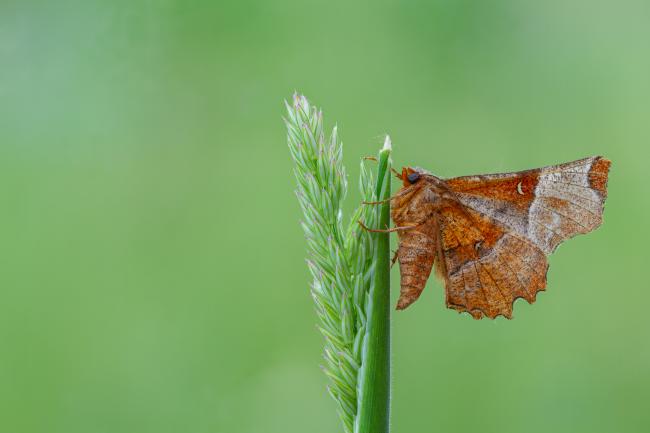 Lunar Thorn (Selenia lunularia). County Durham, United Kingdom. June 2022