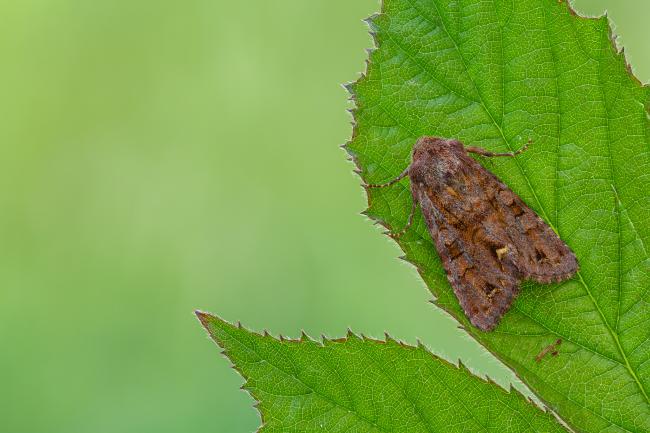 Broom Moth (Ceramica pisi). County Durham, United Kingdom. June 2022