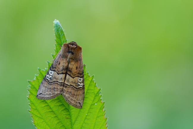 Figure of Eighty (Tethea ocularis). County Durham, United Kingdom. June 2022