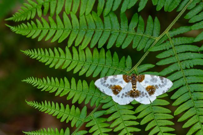 Clouded Magpie (Abraxas sylvata). County Durham, United Kingdom. June 2022