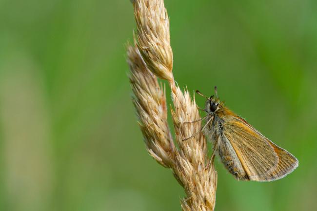 Small Skipper (Thymelicus sylvestris). County Durham, United Kingdom. July 2022