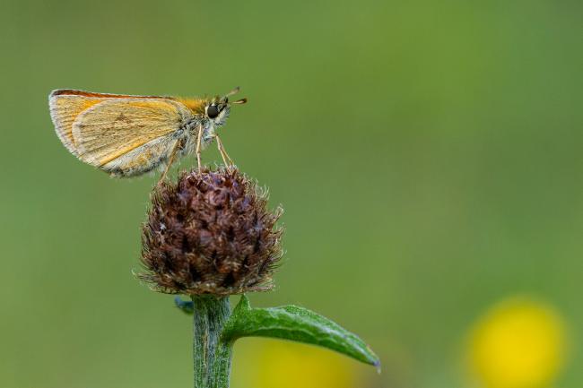 Small Skipper (Thymelicus sylvestris). County Durham, United Kingdom. July 2022