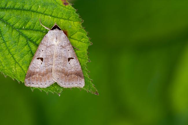 Blackneck (Lygephila pastinum). County Durham, United Kingdom. July 2022