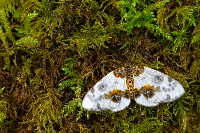 Clouded Magpie (Abraxas sylvata). County Durham, United Kingdom. July 2022