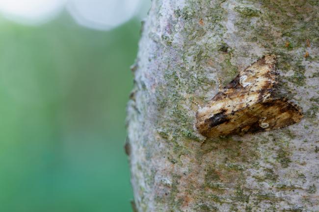 Slender Brindle (Apamea scolopacina). County Durham, United Kingdom. July 2022