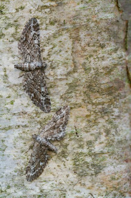 Narrow-winged Pug (Eupithecia nanata). County Durham, United Kingdom. July 2022