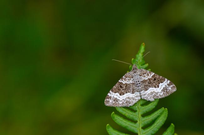 Common Carpet (Epirrhoe alternata). County Durham, United Kingdom. August 2022