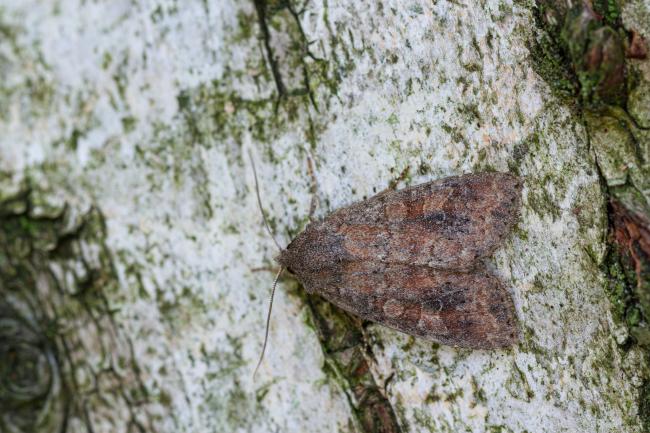 Suspected (Parastichtis suspecta). County Durham, United Kingdom. August 2022