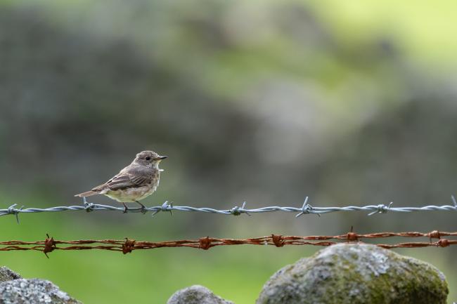 Spotted Flycatcher (Muscicapa striata). County Durham, United Kingdom. August 2022