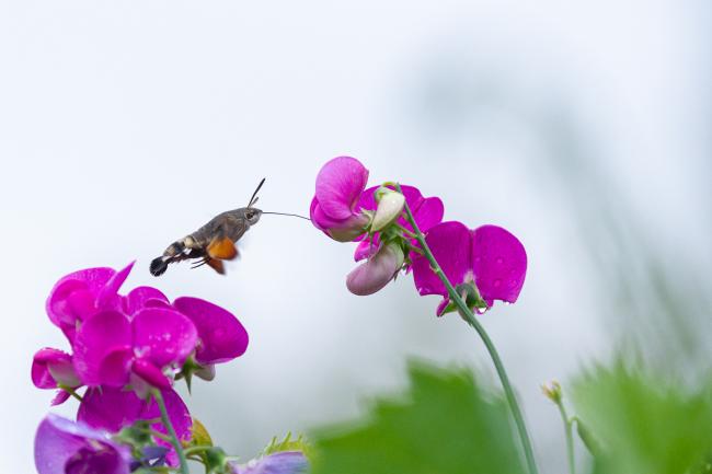 Hummingbird Hawk-moth (Macroglossum stellatarum). West Sussex, United Kingdom. August 2022