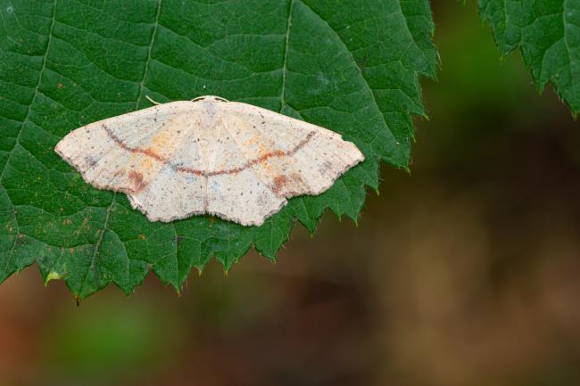 Maidens Blush (Cyclophora punctaria). West Sussex, United Kingdom. August 2022