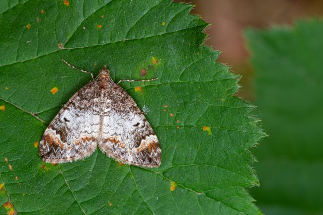 Common Marbled Carpet (Dysstroma truncata). West Sussex, United Kingdom. August 2022